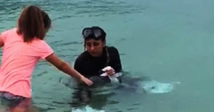 Recuperato il cucciolo di delfino avvistato a Capo Vaticano -Video