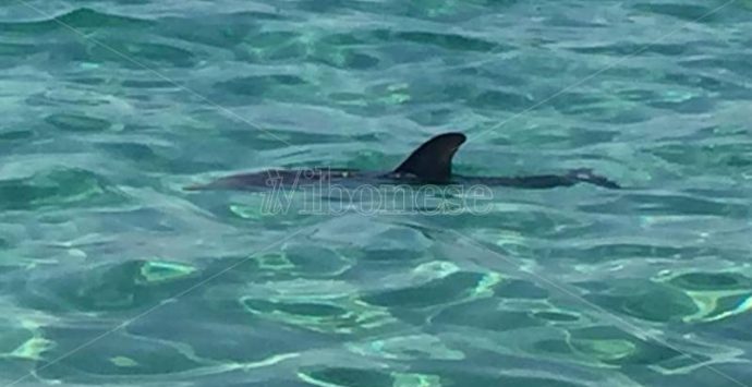 Delfini nel mare di Capo Vaticano, nuovo avvistamento a Grotticelle – Video