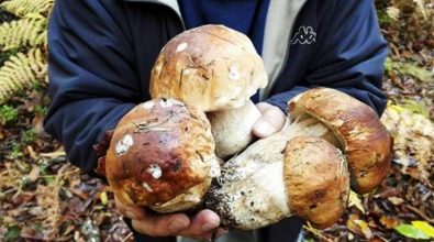 Territorio e gusto, fine settimana all’insegna del fungo a Serra San Bruno