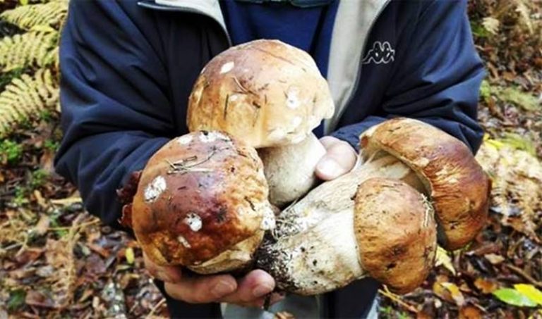 Festa del fungo a Serra, si lavora alla sesta edizione