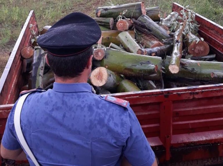 Tagliavano alberi nella pineta di Pizzo, tre arresti