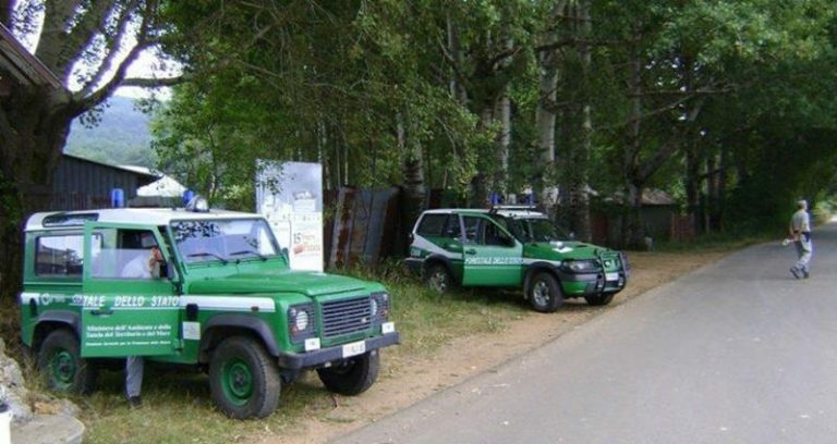 Tagliano 45 pini larici in Parco delle Serre, due arresti