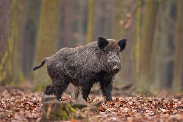 «Sulla caccia Spirlì è in stato confusionale»