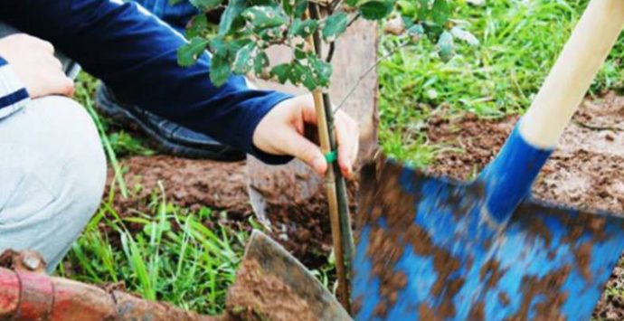 Festa dell’albero, le iniziative del fine settimana a Vibo Valentia