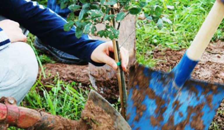 Festa dell’albero, le iniziative del fine settimana a Vibo Valentia