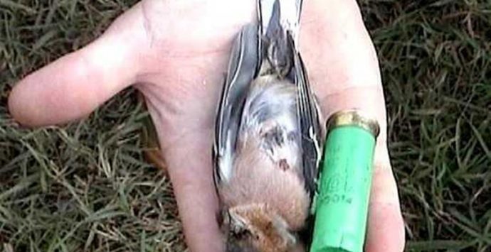 Caccia illecita nelle Serre, ordinata la distruzione delle carcasse di 11 uccelli
