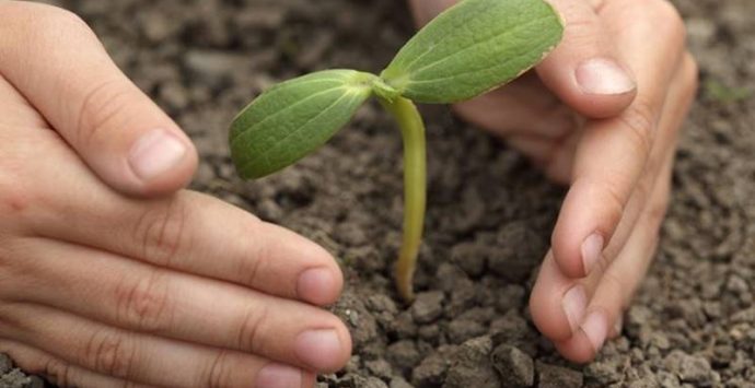 L’iniziativa dell’associazione Valentia: alberi in ricordo dei morti di Covid