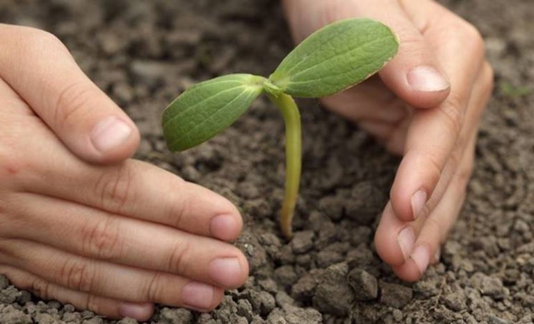 A Vibo Valentia l’iniziativa ecologica del M5S “Alberi per il futuro”