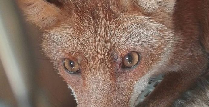 Rischia di finire sbranata dai cani, volpe curata e rimessa in libertà nell’oasi dell’Angitola