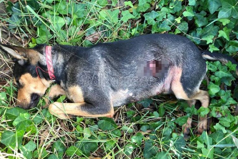 Vibo, cagnolino ucciso a colpi di pistola per ritorsione alla proprietaria – Video