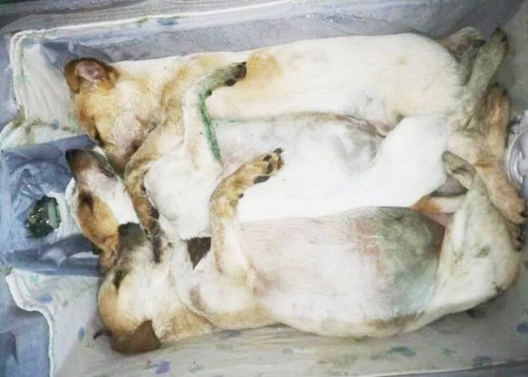 Cani avvelenati, a Filadelfia e dintorni è strage di cuccioli