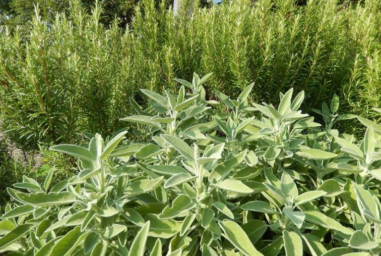 Serra San Bruno, l’Arsac promuove un corso sulla coltivazione delle piante officinali