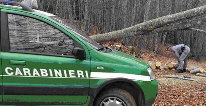 Tagli abusivi nel Parco delle Serre, Pellegrino: «Bene l’azione dei Carabinieri Forestali»