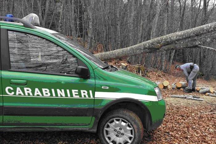 Tagli abusivi nel Parco delle Serre, Pellegrino: «Bene l’azione dei Carabinieri Forestali»