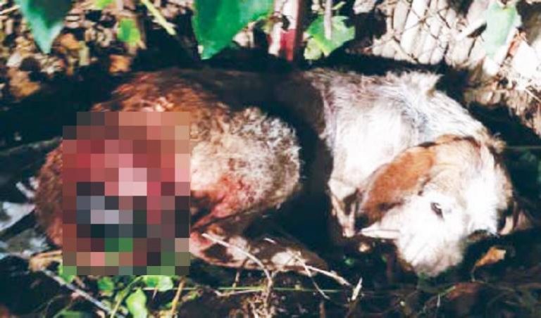 Cane ucciso a colpi d’ascia a Pizzo, la condanna degli animalisti