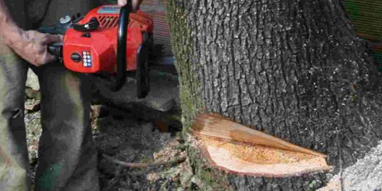 Abbattono querce secolari a Ricadi, un arresto e due denunce