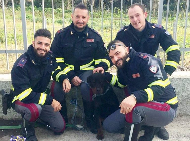 Cucciolo di rottweiler salvato dalla Polizia stradale nel tratto vibonese dell’A2