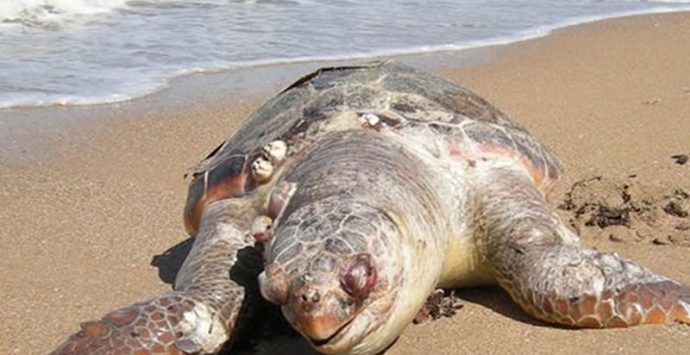 Tartaruga morta sull’arenile di Briatico, ordinata la rimozione