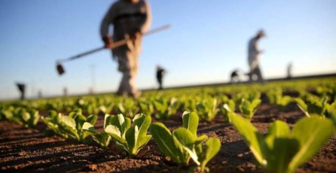 Agricoltura, raddoppiati i costi per l’irrigazione: coltivatori in agitazione