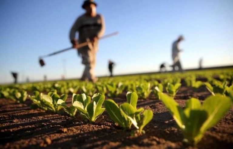 Agricoltura, cambiamenti climatici e crescita digitale: in arrivo due corsi targati Gal terre vibonesi