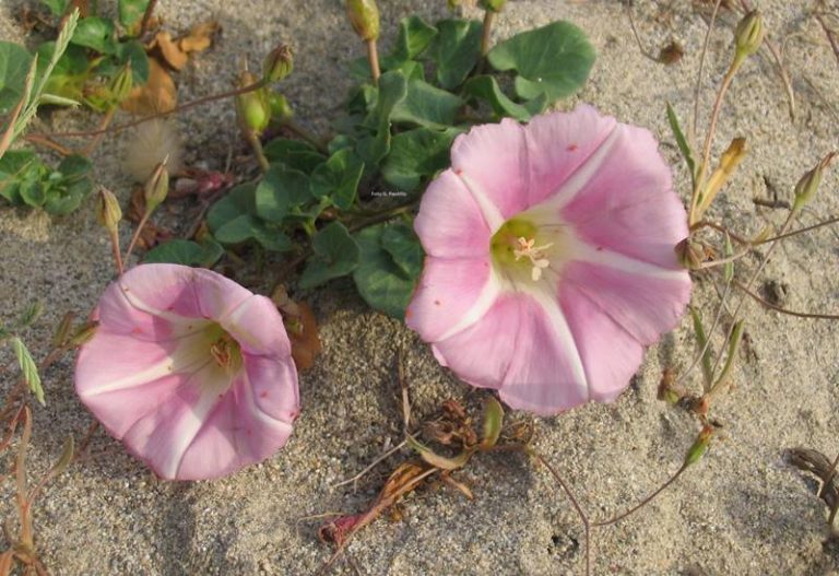 Dune dell’Angitola, approvato il progetto per la salvaguardia del sito naturalistico