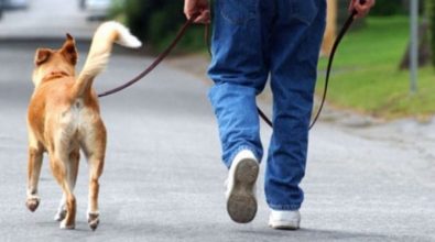 Tropea, una taglia sui proprietari dei cani che sporcano