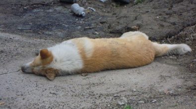 Sant’Onofrio, è strage di cani. Il Comune: «Sono stati avvelenati»