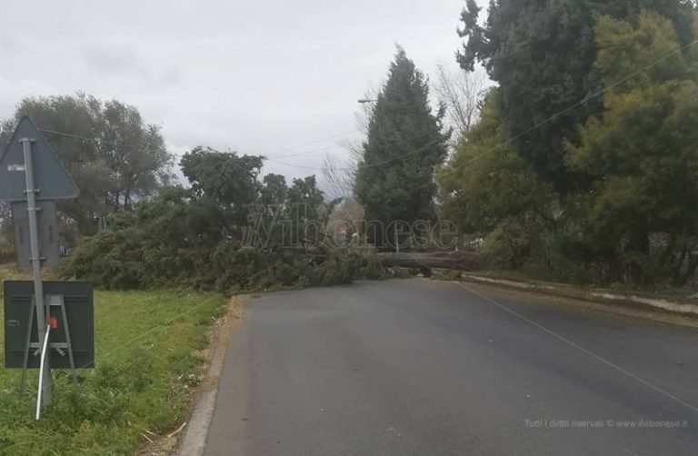 Tragedia sfiorata a Mileto, cipresso crolla sulla Statale 18