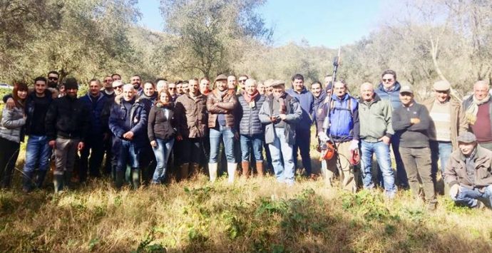 A Stefanaconi il corso teorico-pratico di potatura dell’olivo dell’Arsac