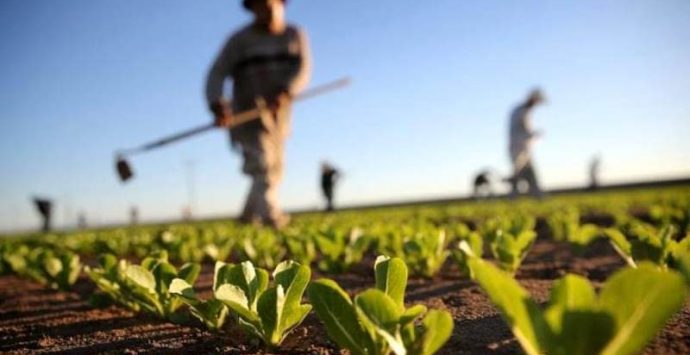 Banca delle terre agricole, nel Vibonese all’asta 192 ettari