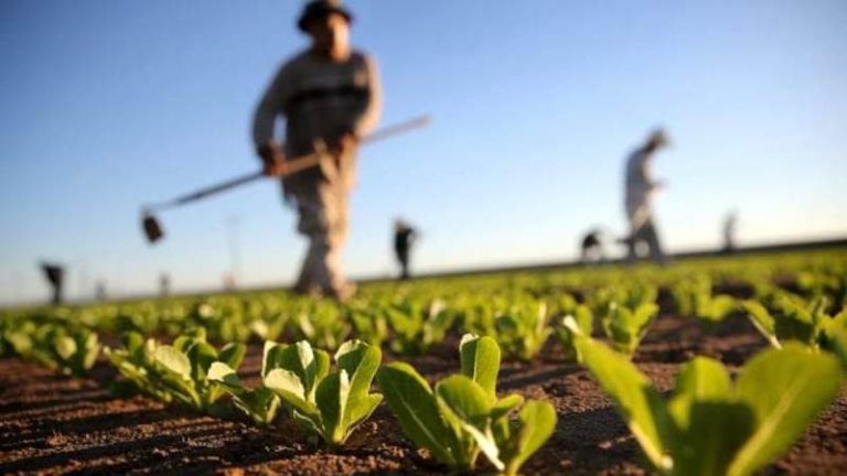 Banca delle terre agricole, nel Vibonese all’asta 192 ettari