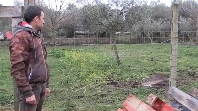 Animali uccisi a San Gregorio, parla il proprietario: «Così ho scoperto il massacro» – Video