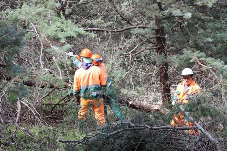 Operai forestali in agitazione, convocato tavolo di confronto in Prefettura a Vibo