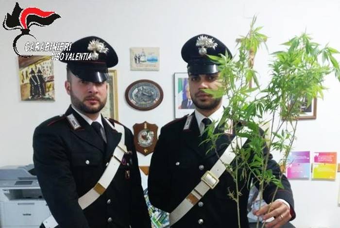 Piantine di cannabis sul tetto, un arresto a Ricadi