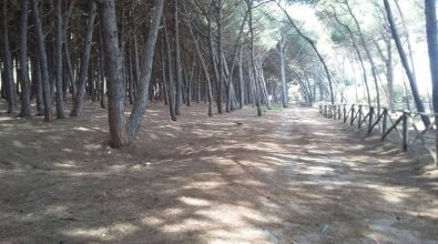 Alberi tagliati nella pineta di Pizzo: tre assoluzioni a Vibo