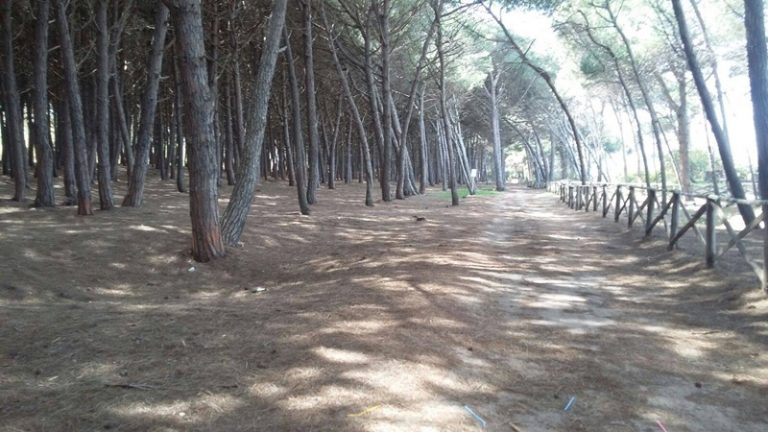 Alberi tagliati nella pineta di Pizzo: tre assoluzioni a Vibo