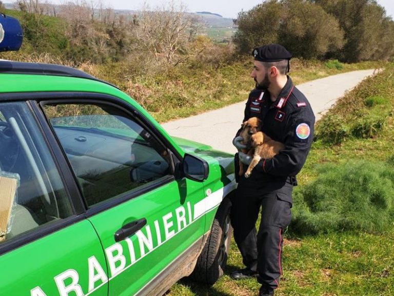 Quattro cuccioli abbandonati per strada tratti in salvo dai carabinieri forestali