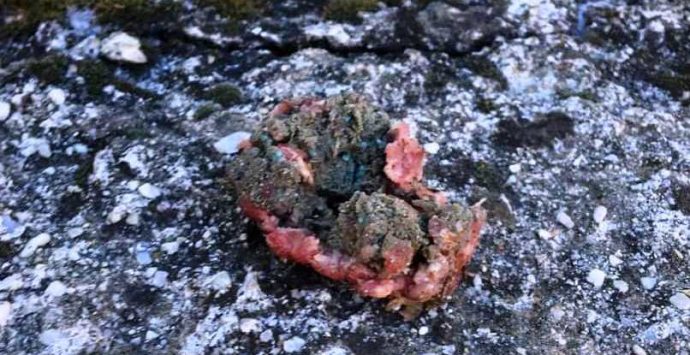 Vibo Marina, ritrovate polpette avvelenate. Lo sdegno dei cittadini