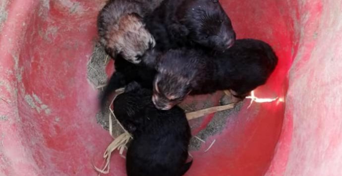 Briatico, sette cuccioli abbandonati tra i rifiuti: ora cercano casa