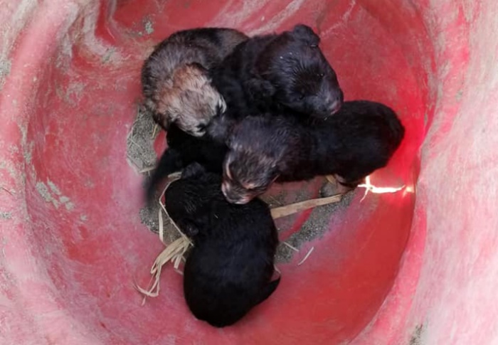 Briatico, sette cuccioli abbandonati tra i rifiuti: ora cercano casa