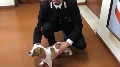 Rubano cucciolo di Bulldog americano, due fratelli denunciati dai carabinieri