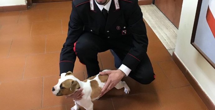 Rubano cucciolo di Bulldog americano, due fratelli denunciati dai carabinieri