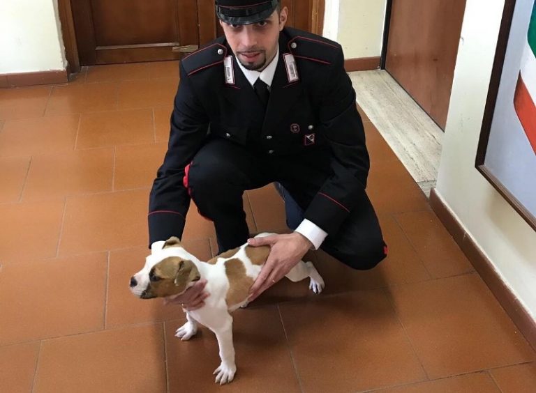 Rubano cucciolo di Bulldog americano, due fratelli denunciati dai carabinieri