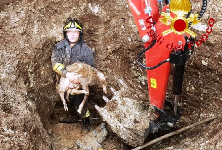 Insolito salvataggio per i Vigili del fuoco: recuperano un agnello finito in una tubazione