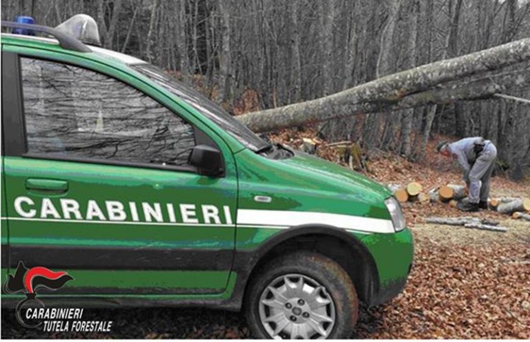 Denunce e sanzioni dei carabinieri forestali nel Vibonese