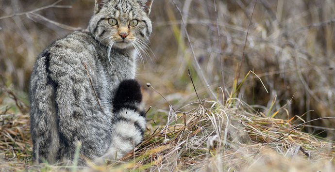 Ambiente, documentata la presenza del gatto selvatico nel Parco delle Serre