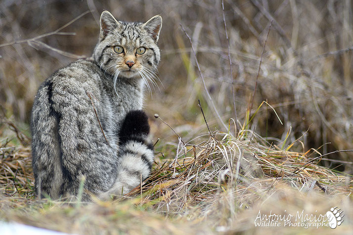 Ambiente, documentata la presenza del gatto selvatico nel Parco delle Serre