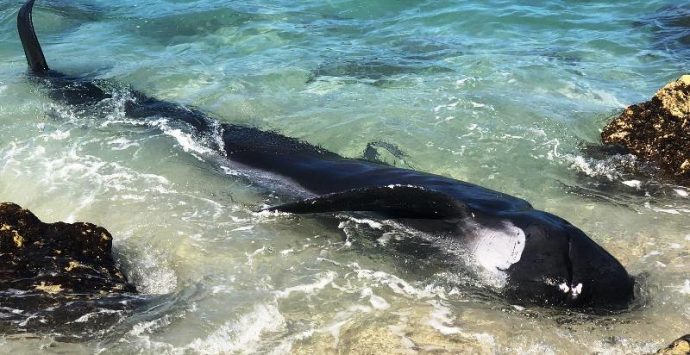 Globicefalo spiaggiato a Ricadi, vani i tentativi di salvarlo – Video