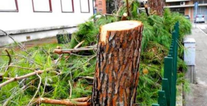 Taglio «indiscriminato» di pini a Parghelia, cittadini contro il Comune