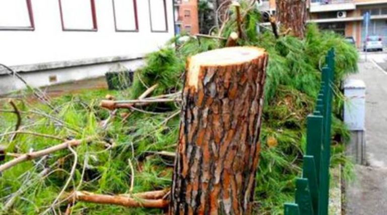 Taglio «indiscriminato» di pini a Parghelia, cittadini contro il Comune